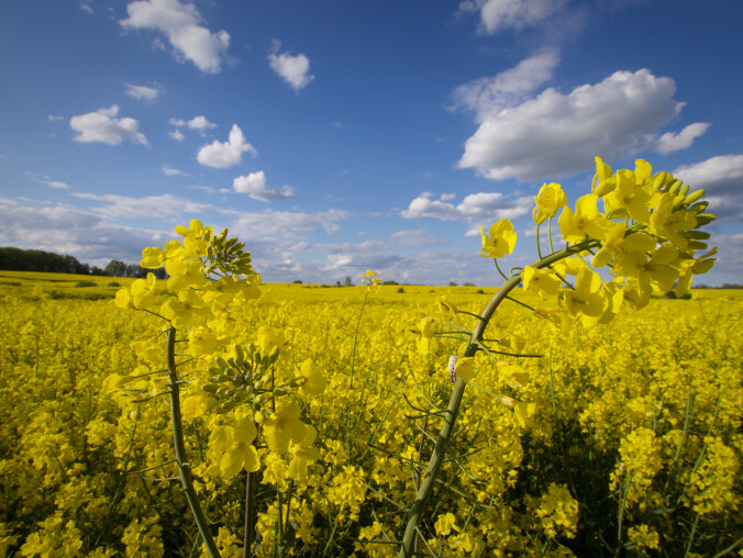 Olej rzepakowy - najzdrowszy i najtańszy tłuszcz tłoczony w kraju  - grafika