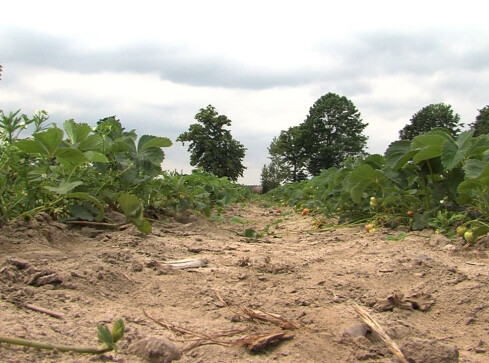 Zakaz podlewania? Coraz więcej ograniczeń  - grafika