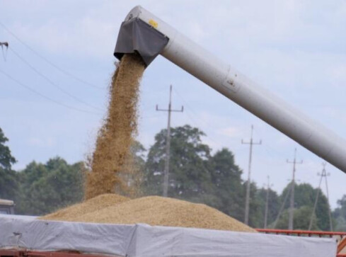 Polski rynek zaleją produkty z Ukrainy?  - grafika