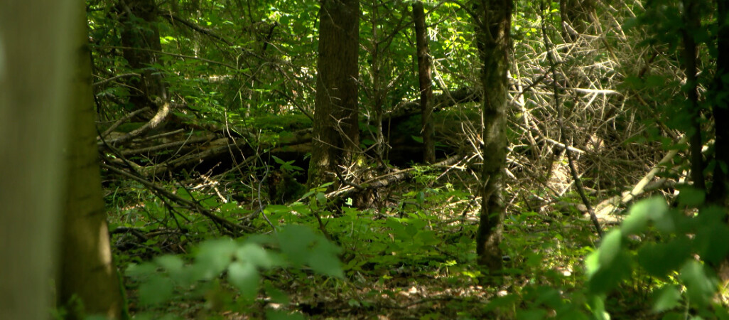 Trzy biegi survivalowe. Trwają zapisy 