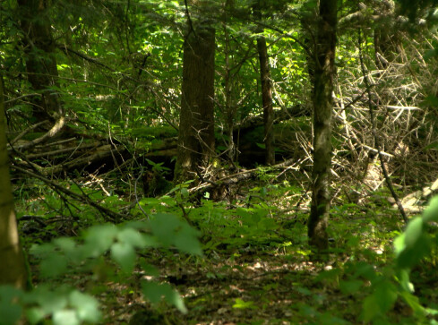 Trzy biegi survivalowe. Trwają zapisy  - grafika