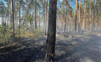 Płonął las przy lotnisku 