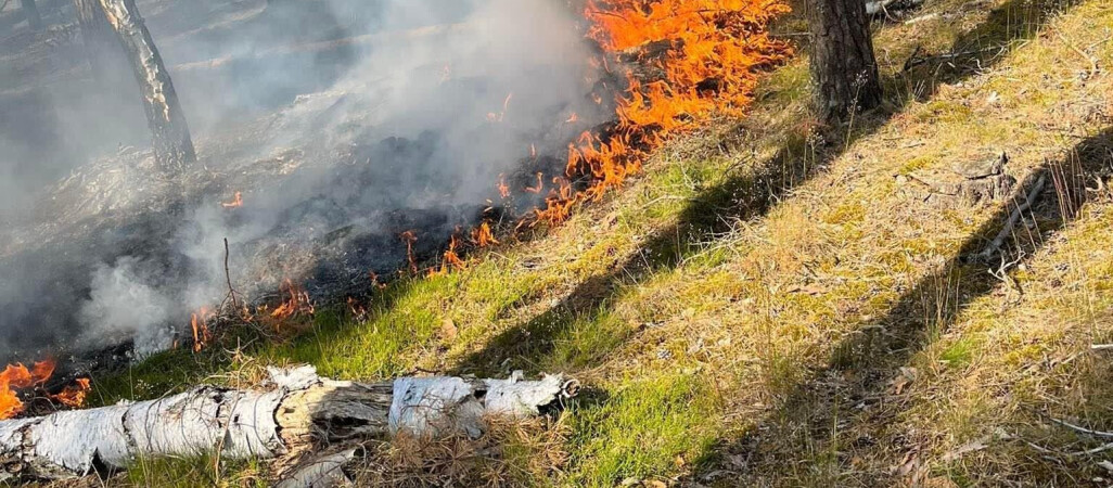 Płonął las przy lotnisku 