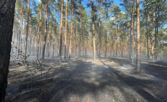Płonął las przy lotnisku 