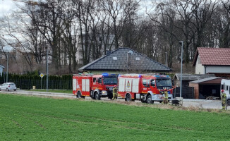 Dwa borsuki w opałach