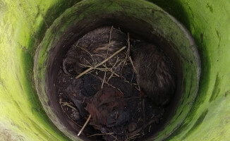 Dwa borsuki w opałach