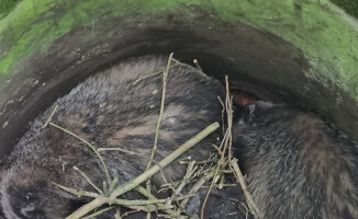 Dwa borsuki w opałach