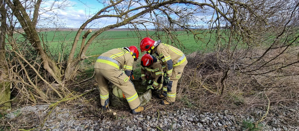 Dwa borsuki w opałach