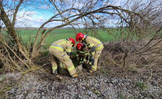 Dwa borsuki w opałach