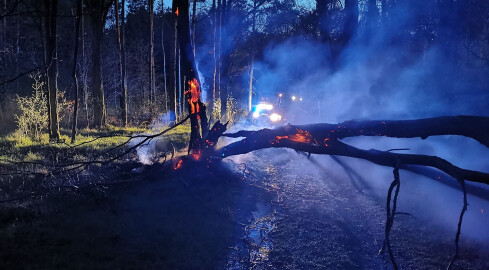 Płonie las pod Piłą. Prawdopodobnie to podpalenie [AKTUALIZACJA] - grafika
