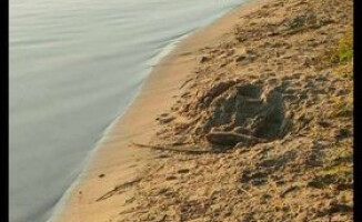 Wszedł do wody i zaginął. Poszukiwania nad jeziorem Płotki