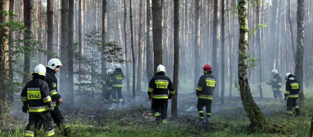 Palił się las. Strażacy gasili pożar przez dwie godziny 