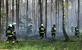 Palił się las. Strażacy gasili pożar przez dwie godziny 
