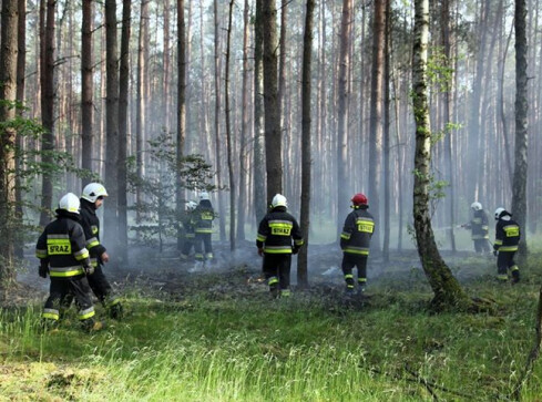 Palił się las. Strażacy gasili pożar przez dwie godziny  - grafika