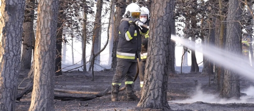Celowo podpalał lasy. Policja zatrzymała recydywistę
