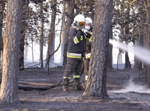Celowo podpalał lasy. Policja zatrzymała recydywistę - grafika