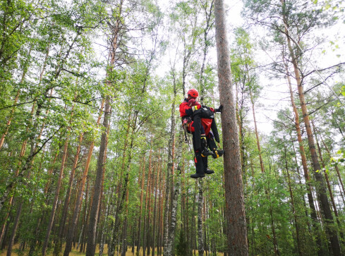 Strażacy na drzewach. Szkolili się w ratownictwie wysokościowym  - grafika