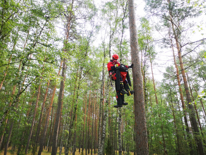 Strażacy na drzewach. Szkolili się w ratownictwie wysokościowym  - grafika