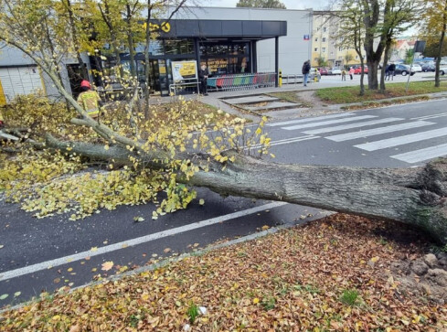 Wichura nad powiatem pilskim. Strażacy wyjeżdżali do akcji 99 razy - grafika