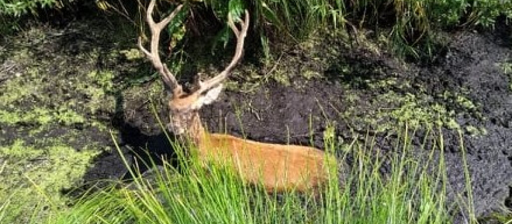 Strażacy szukali byka i ratowali jelenia