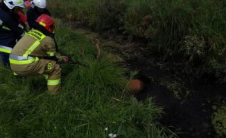 Strażacy szukali byka i ratowali jelenia 