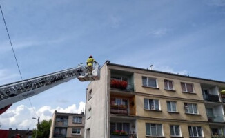 Strażacy szukali byka i ratowali jelenia 