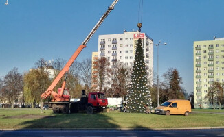 Choinka na rondzie już stoi. Jakie wrażenia? 