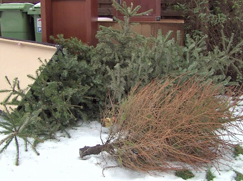 Już po świętach. Co zrobić z choinką?  - grafika