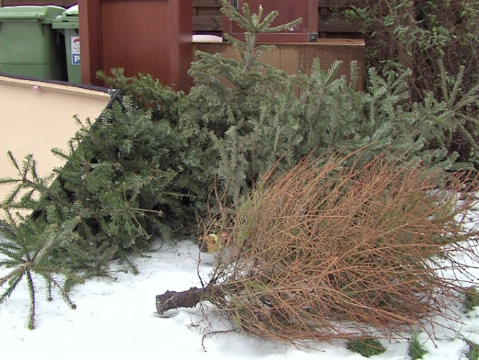 Już po świętach. Co zrobić z choinką?  - grafika