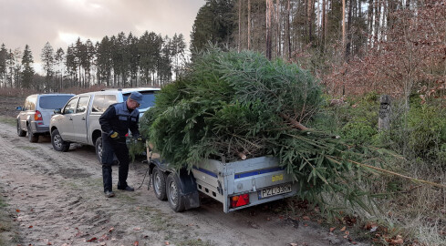 700 choinek dla szpitali, sanepidów, policji, strażaków...  - grafika