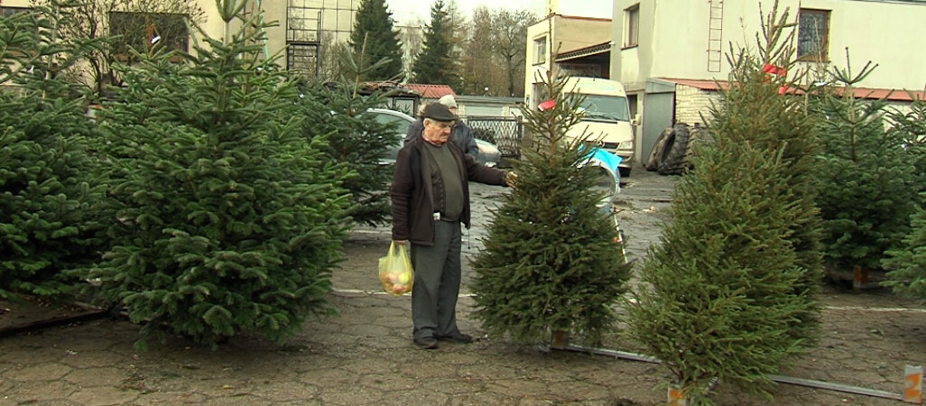 Żywa kontra sztuczna. Która choinka lepsza?
