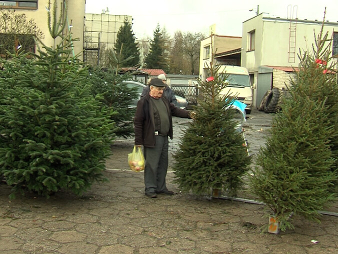 Żywa kontra sztuczna. Która choinka lepsza? - grafika