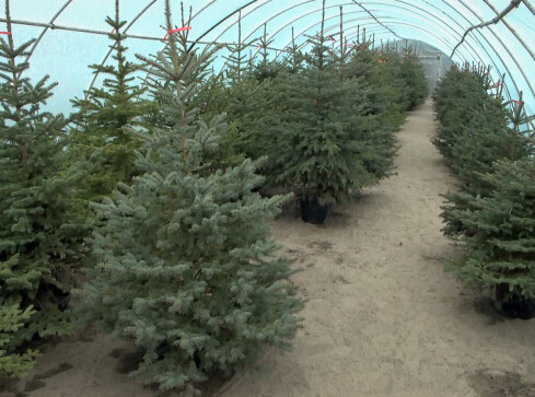 Sztuczna czy żywa?  - grafika