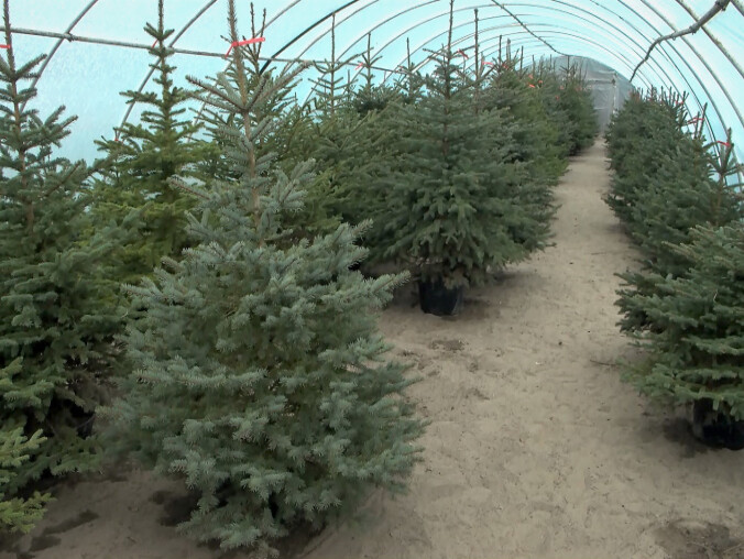 Leśnicy sprzedają choinki - grafika