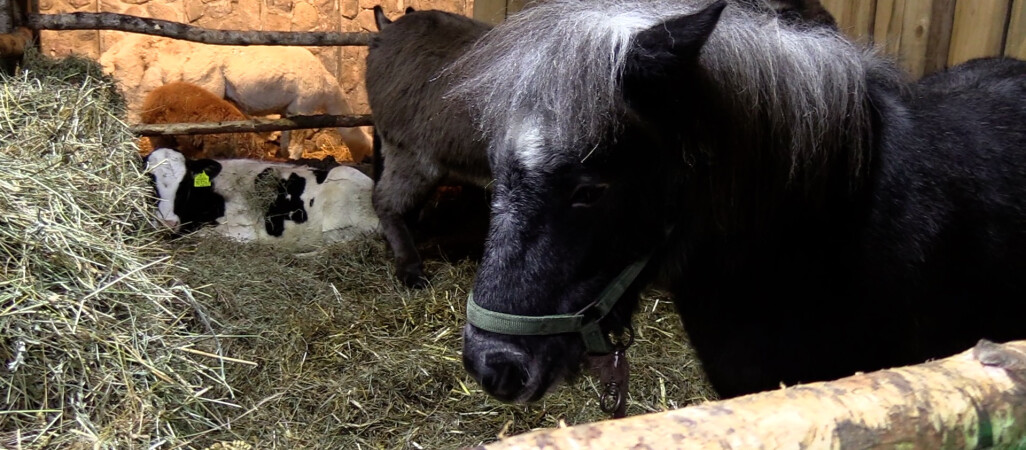 Wyjątkowa szopka bożonarodzeniowa