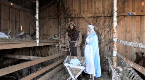 Żywa szopka z osiołkami i królikami. Atrakcja regionu  - grafika