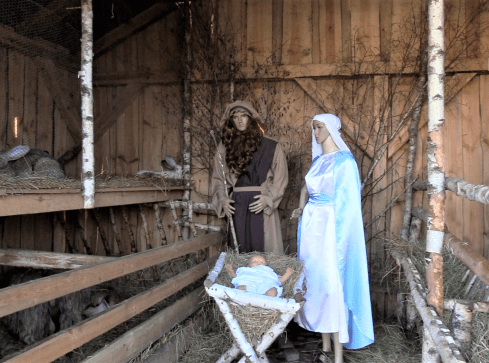 Żywa szopka z osiołkami i królikami. Atrakcja regionu  - grafika