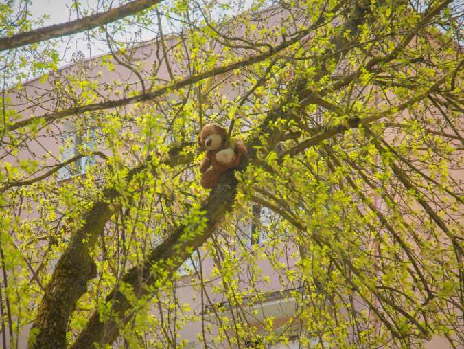 Misiu na drzewie. Co tam robi?  - grafika