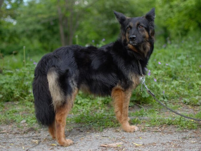 Zaginęła suczka Wega. Dla znalazcy przewidziano nagrodę - grafika