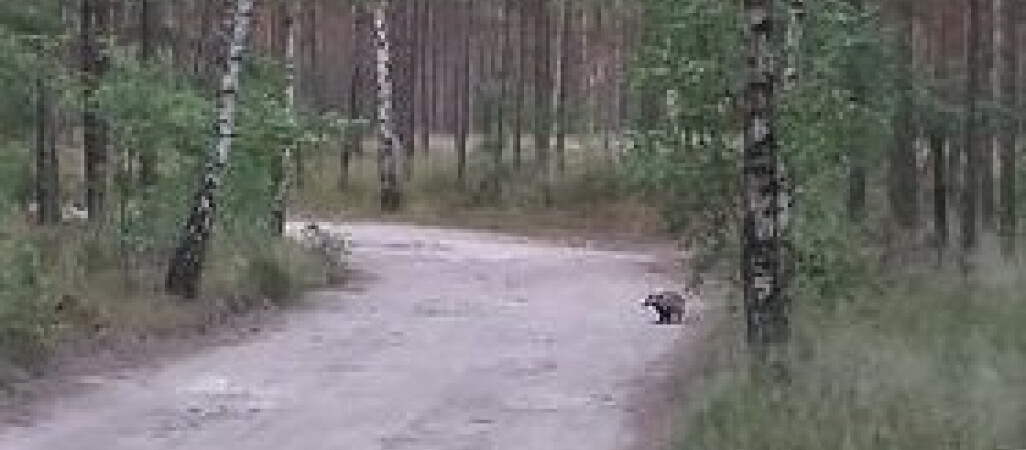 Spotkanie z borsukiem - VIDEO