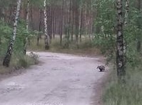 Spotkanie z borsukiem - VIDEO  - grafika