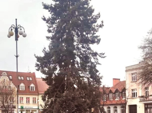 Była, ale się... zmyła świąteczna choinka  - grafika