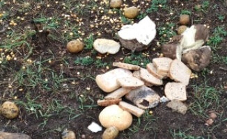 Jeden z pilskich radnych dokarmia dziki na osiedlu? 