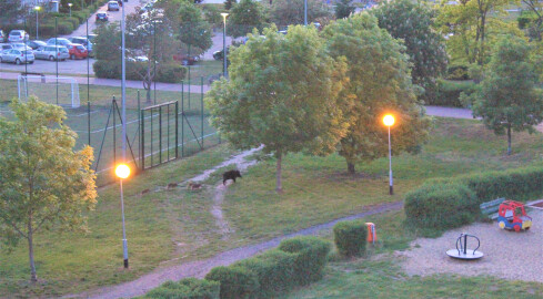 Locha z warchlakami spacerowała po Górnym  - grafika