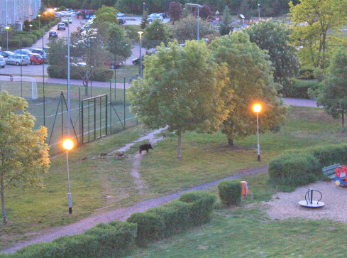 Locha z warchlakami spacerowała po Górnym  - grafika