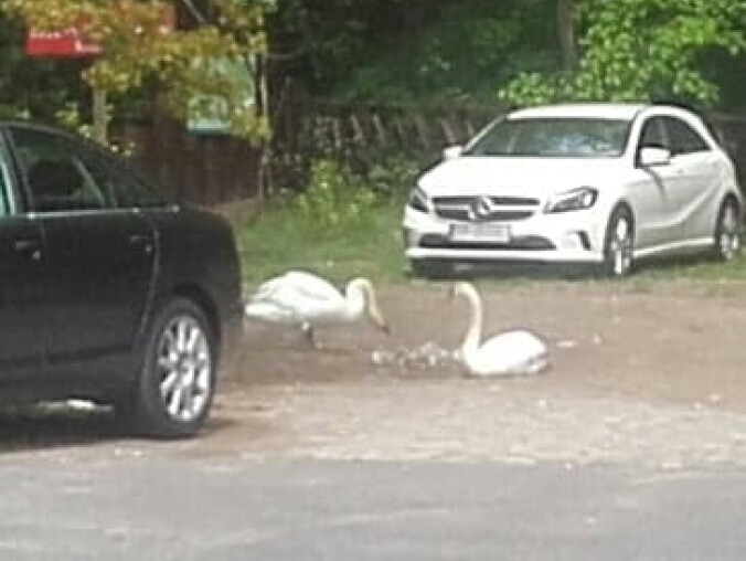 My wychodzimy do natury, a natura do nas  - grafika