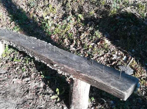 Witki opadają - napisali leśnicy. Czemu ma to służyć?  - grafika