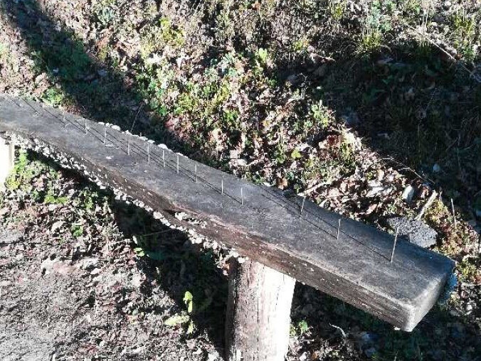 Witki opadają - napisali leśnicy. Czemu ma to służyć?  - grafika