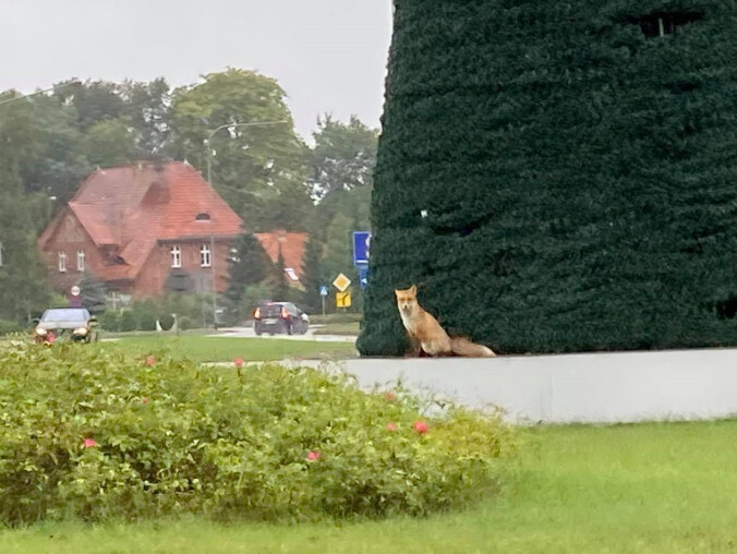Lis pozował przy choince na rondzie  - grafika