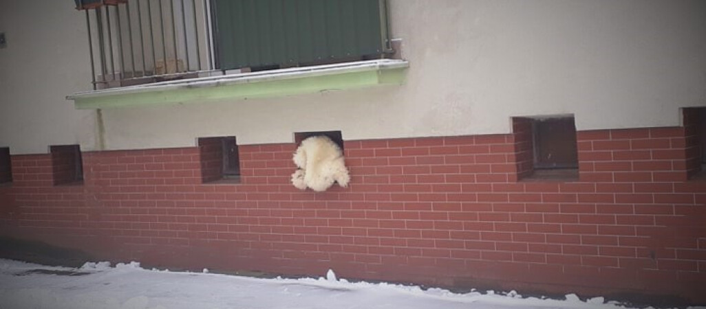 Pluszowy miś włamuje się do piwnicy? 